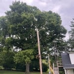 large tree