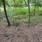 Hickory Hill Land Restora