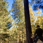 Tree Removal