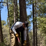Bark beetle kill