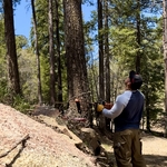 Bark beetle kill