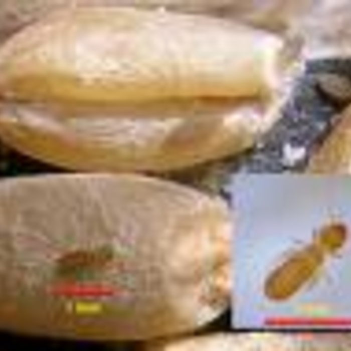 Grain Mite