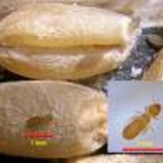 Clover Mite