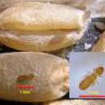 Grain Mite