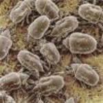 Bird Mite