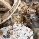 Ants eating Bait