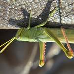 Cool Grasshopper