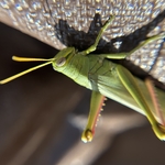 Grasshopper Face Close-up
