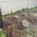 3 - Stump Removal