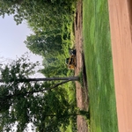 Residential backyard that was very over grown
