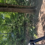 Mulching and Clearing