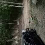Mulching and Clearing