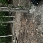 Mulching and Clearing