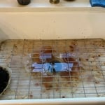 Kitchen Cleans!