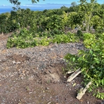 Coffee Plant Removal