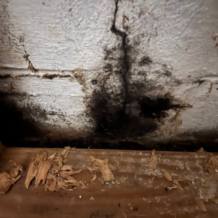 Mold Found on exterior wall