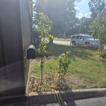 Trimmed Trees by Mailbox