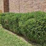 Trimmed Hedges