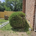 Trimmed Hedges + Cut Back Dead Material