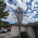 Small tree removal