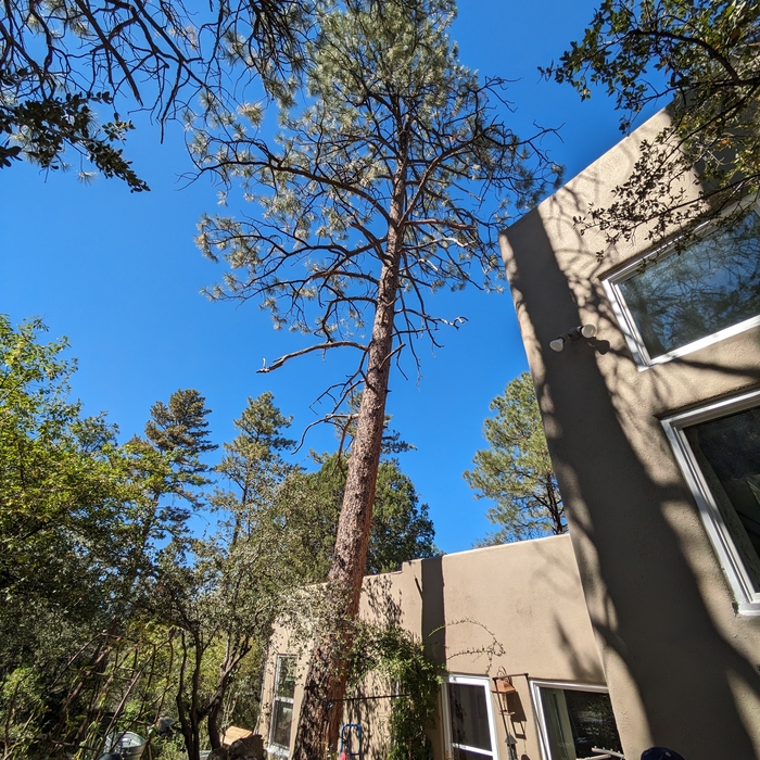 Tall Pine project