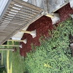From above, added multch