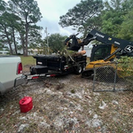 Pine Tree Haul Off