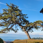 Tree Pruning