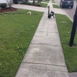 SIDE WALK/FRONT LAWN