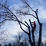 Safely removing portions of tree