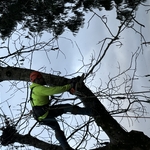 Walnut Removal