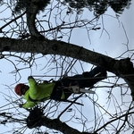 Walnut Removal