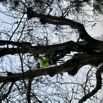 Walnut Removal