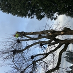 Walnut Removal