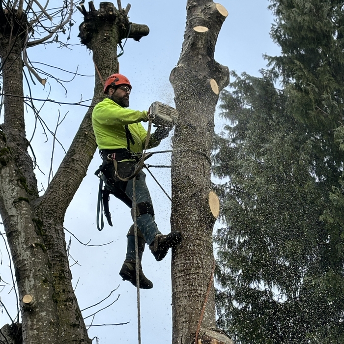 Walnut Removal