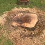 Remove tree