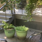 decks