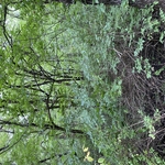 Property line clearing