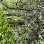 Property line clearing