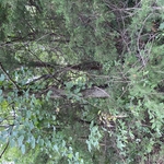 Property line clearing