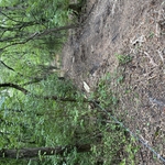Fence Clearing
