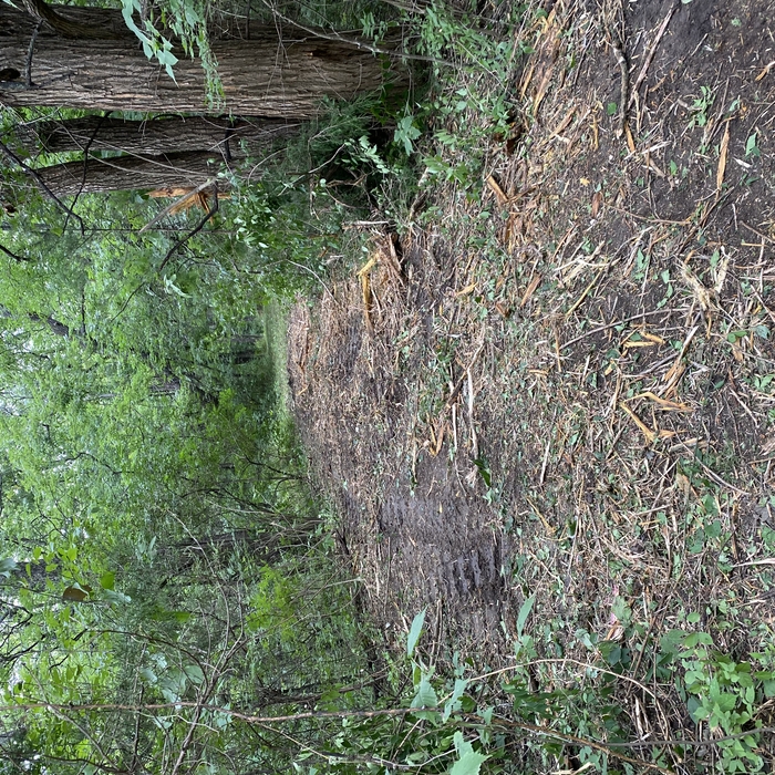 Fence Clearing