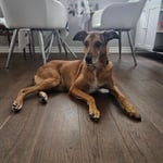 Engineered Hardwood