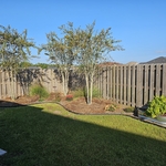 Crepe myrtle restorative prune