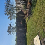 Crepe myrtle restorative prune