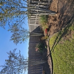 Crepe myrtle restorative prune