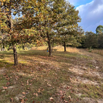 Brush Clearing