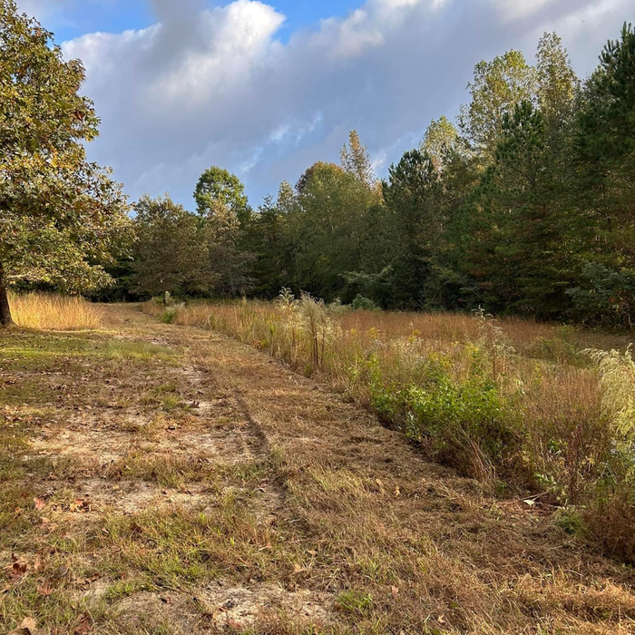 Brush Clearing