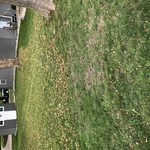Client’s lakeside yard before