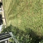 Client’s yard after mowing